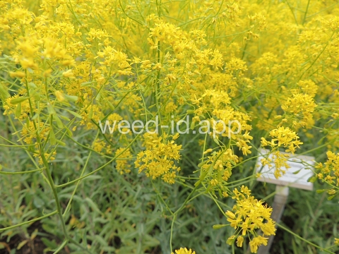 woad, dyer's